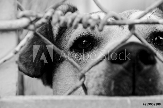 Picture of Homeless sad dog is waiting for a house in an animal shelter behind the fence Black and white